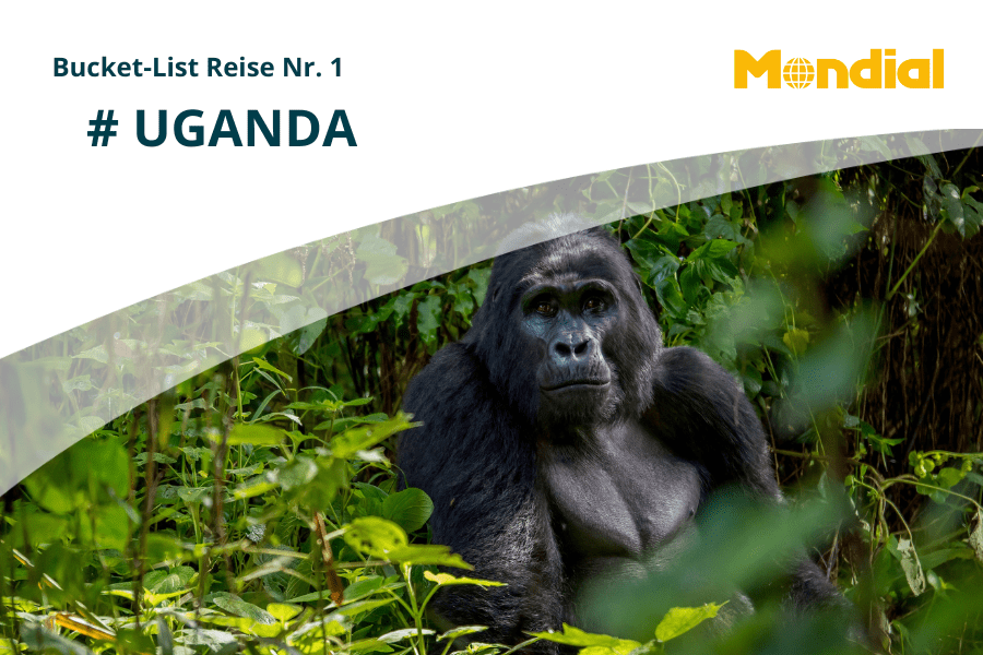 Bucket-List Idee #1 – Uganda: Nationalparks & Berggorillas